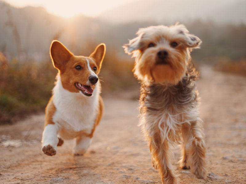 Dog Park